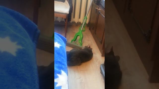 Кот обажает запах хлорки смотреть онлайн