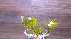 ЛЮТИК ВОДНЫЙ. Ranunculus inundatus