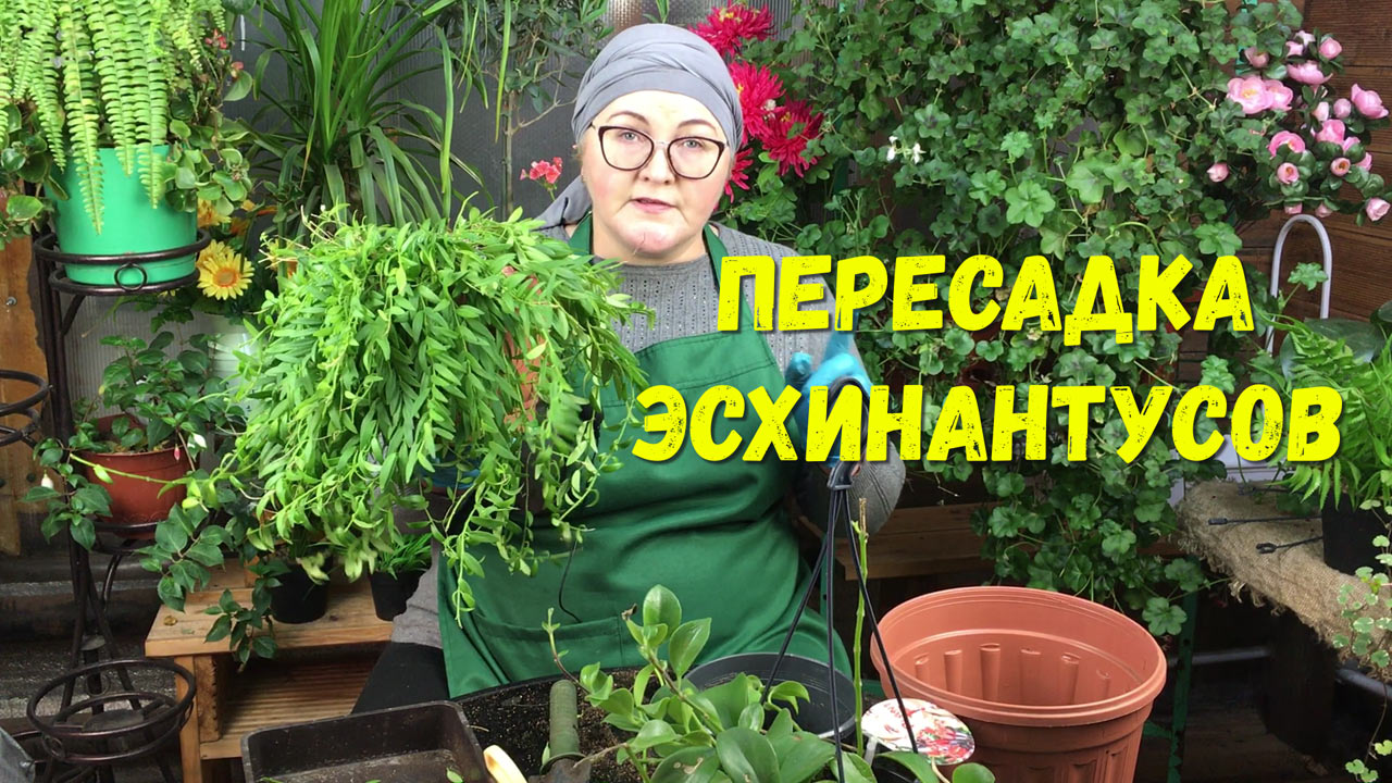 Эсхинантус после покупки. Что нужно сделать с растениями в первую очередь.