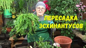 Эсхинантус после покупки. Что нужно сделать с растениями в первую очередь.