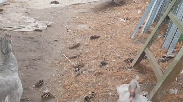 Как убрать сырость в утятнике! Эксперимент неделя! Результат отличный!! смотреть онлайн