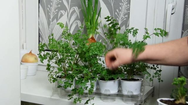 Как вырастить зелень на подоконнике в квартире