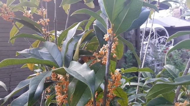 Orange Tea Olive aka Sweet Olive (Osmanthus fragrans) Tree Shrub in Bloom смотреть онлайн