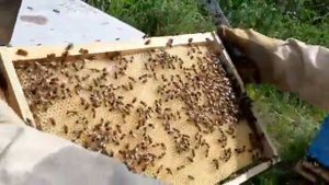 #трутневый гемогенат#пчеловодство#трутневое молочко