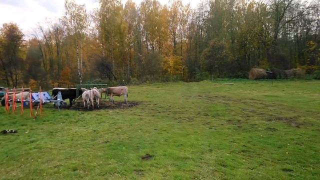 Фасуем картошку из биг бегов по мешкам смотреть онлайн