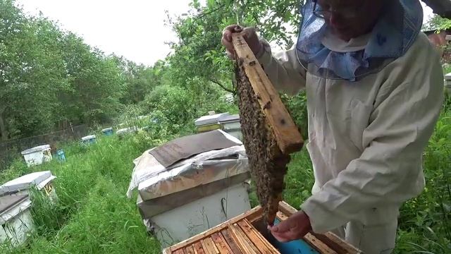 Определяем силу отводков накануне заключения маток в клетку смотреть онлайн