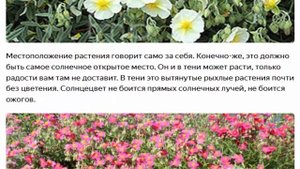 Вырастить солнцецвет гелиантемум под силу даже начинающему цветоводу