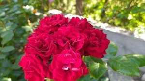 ВДОХНОВЕНИЕ...//Клумба из роз