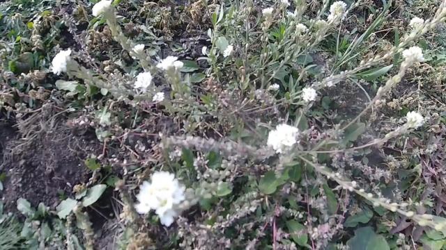 Октябрьские цветы в Сибири_October flowers in Siberia