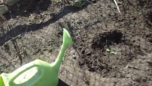 КАК МОЖНО ИСПОЛЬЗОВАТЬ ЛИШНЮЮ ЗЕЛЕНЬ ПОСЛЕ ПРОРЕЖИВАНИЯ Видео Ольги Черновой 21 апреля смотреть онлайн