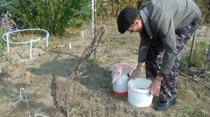 Обработка ВИНОГРАДНОЙ ЛОЗЫ железным купоросом  Как приготовить раствор