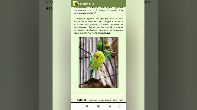 Сон волнистых попугаев смотреть онлайн