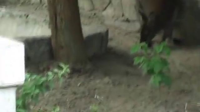 Харьковский зоопарк МИНИ КЕНГУРУ! смотреть онлайн