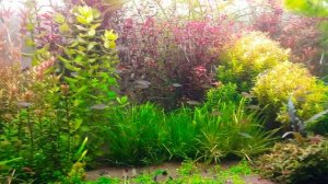 Аквариум травник 400 литров