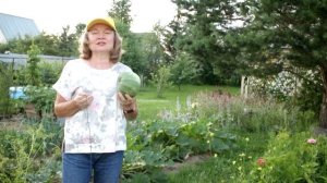 267_Кабачки круглые