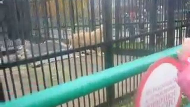 ПРИКОЛЫ!!!! зоопарк!!! как нужно закрывать глаза))))) смотреть онлайн