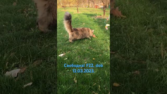 #мэйнкун #мэйнкуны #котятамэйнкун #продажакотят #котятанапродажу #maincoon #mainecoon #kitten