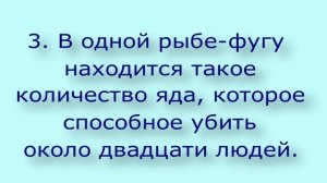 Рыба фугу//Интересные факты//Кратко по факту