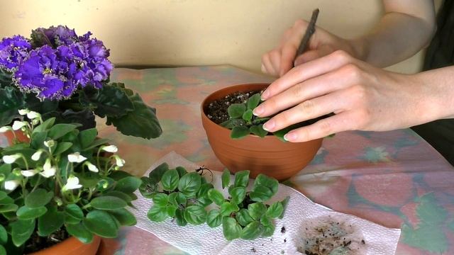 СЕКРЕТЫ УХОДА ЗА ФИАЛКАМИ | Как зацвести фиалку | Ответы на комментарии?