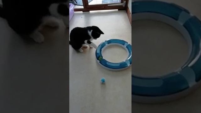 Adopted - Lyra loves her ball chase game