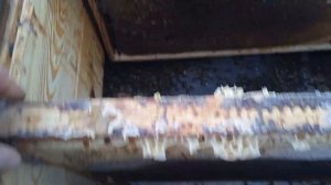 потеря, отводок не дожил, пчëлы осыпались. Пчеловодство