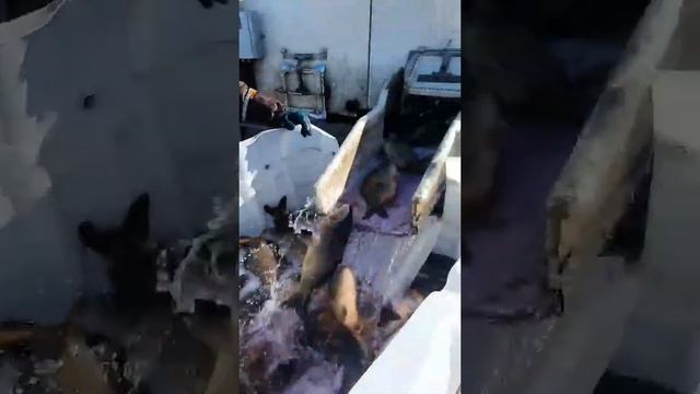 перевозка рыбы, зарыблевания пруда. Карп навеска от 2 кг. Рыбхоз Ямны. Много рыбы.