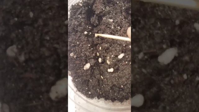 Огород на подоконнике.26 октября посев балконных томатов Пиноккио и Видимо Невидимо. смотреть онлайн