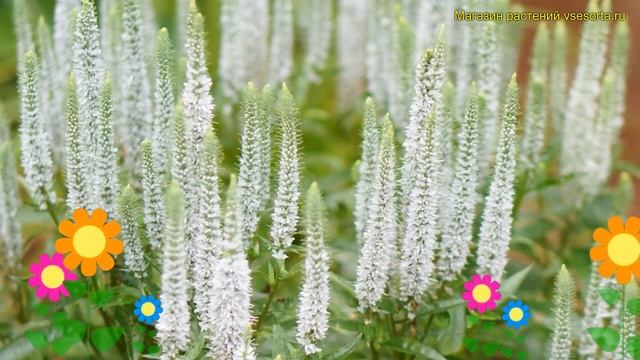 Вероника колосистая Сноу Перл. Краткий обзор, описание характеристик snow pearl Snow Pearl