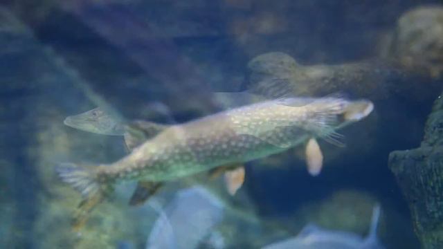 Путешествие в аквариумах Торонто и Москвы. Охота, рыбалка, туризм из Канады №32. смотреть онлайн