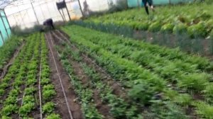 посадка рассады мяты\growing mint