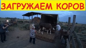 ДЕНЬ ОТЪЕЗДА... Птица. Перевозка КРС / Семья в деревне