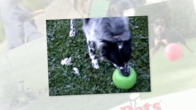 Іграшка для собак Jolly Soccer Ball Jolly Pets смотреть онлайн