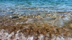 Морские обитатели на берегу Черного Моря