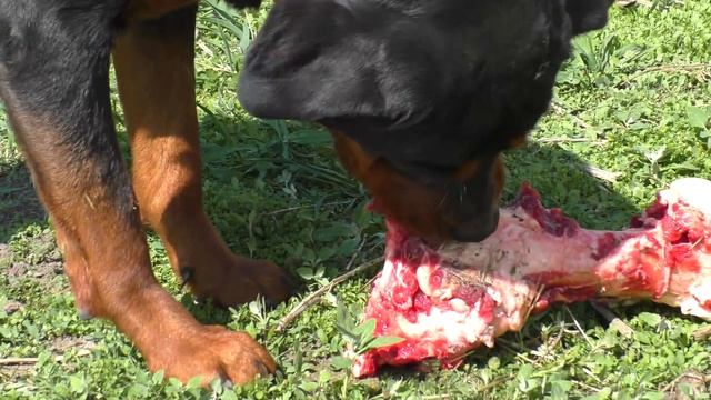 Как забрать кость у РОТВЕЙЛЕРА/how to pick up a bone from a ROTTWEILER смотреть онлайн