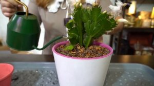 Как посеять эустому и дихондру?