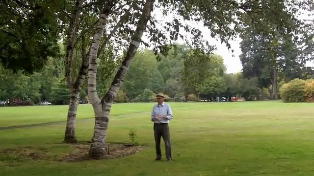 Paperbark birch (Betula papyrifera) - Plant Identification