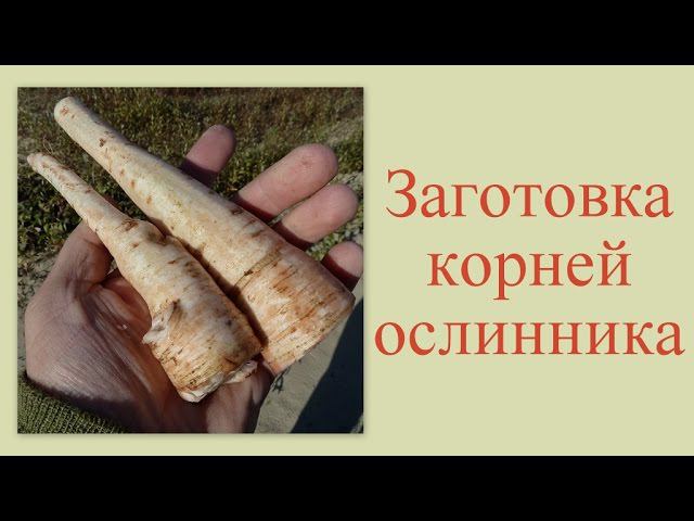 Добыча корней ослинника