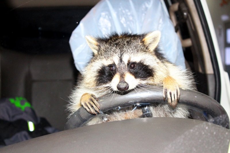 Барсук обретает мудрость смотреть онлайн