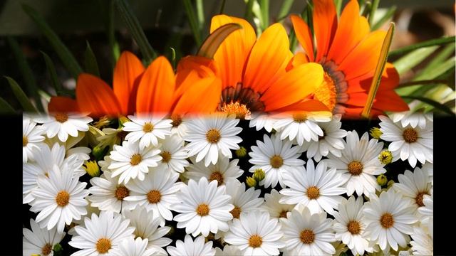 Поздравляю с 8 марта! смотреть онлайн