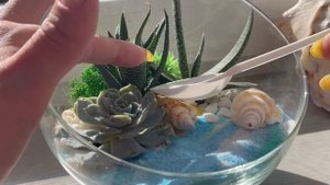 Как и когда поливать флорариум