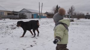 Ротвейлер играет с ребёнком на улице в снегу