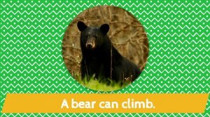 Wild animals actions quiz