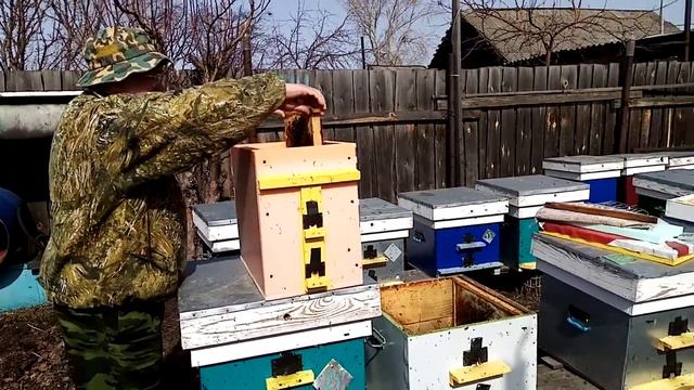 Слабые семьи. Часть 6. Обьединение с безматочной. смотреть онлайн