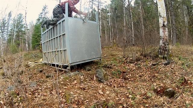 Incredibly Rare Siberian Tiger Release - GoPro Video of the Day смотреть онлайн