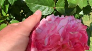 31 мая 2023 г.роза Августа Луиза штамб два года