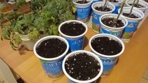 Как сохранить понравившийся сорт томата без семян. Черенкование томатов на зиму.