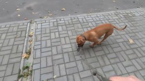 Питбуль "напал" на дворника | Сломался питбуль