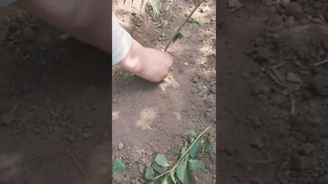 Ковары смотреть онлайн