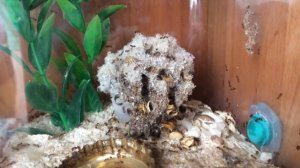 ОГНЕННЫЕ МУРАВЬИ. Удержать и Накормить // FIRE ANTS Solenopsis geminata