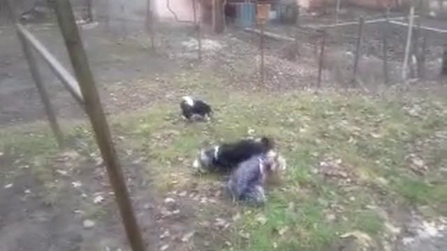 Бивер Йорк девочка смотреть онлайн